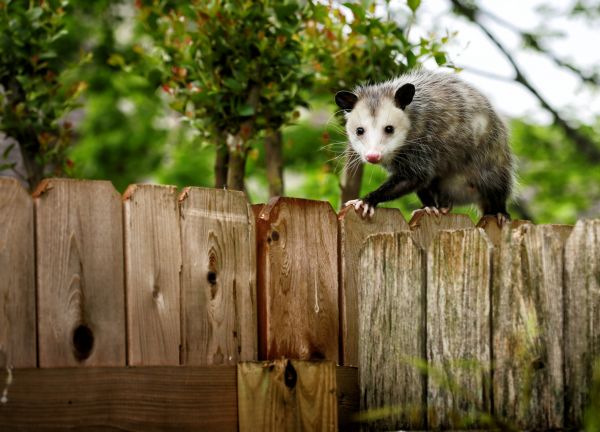 Animal Exclusion