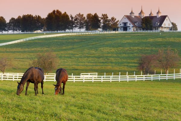 Horse Paddock Installation