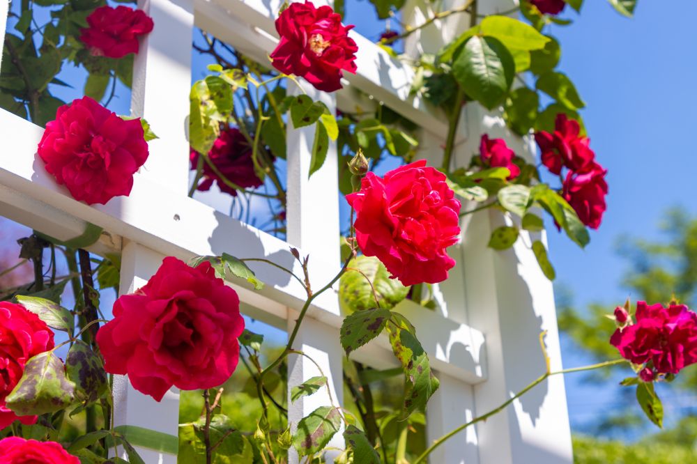 Garden Fence Installation